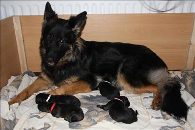 Phara met haar puppies.